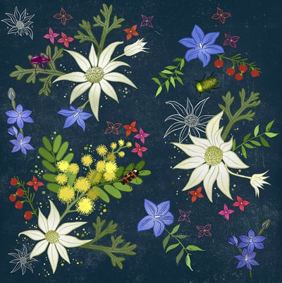 surface pattern design Australian natives, flannel flower, wattle.