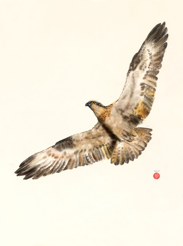 watercolour, watercolour, krsmith_artist, osprey, bird_art