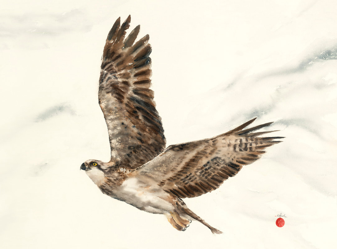 watercolour, watercolour, krsmith_artist, bird_art, osprey