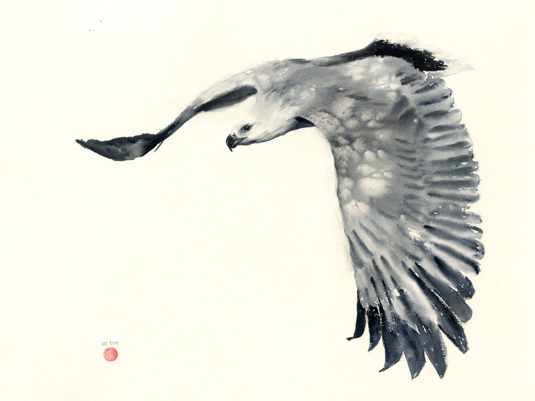 watercolour, watercolour, krsmith_artist, bird_art, white_bellied_sea_eagle